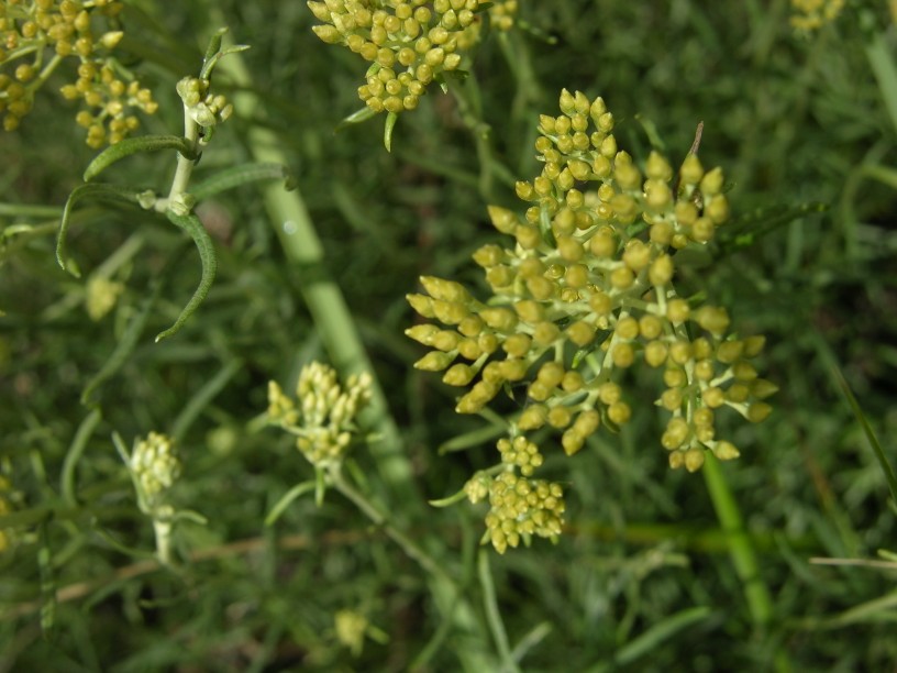Specie dunale 4 - Helichrysum